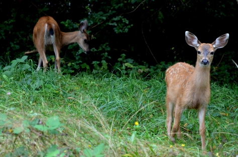 Black-tailed (Mule) Deer (Odocoileus hemionus)